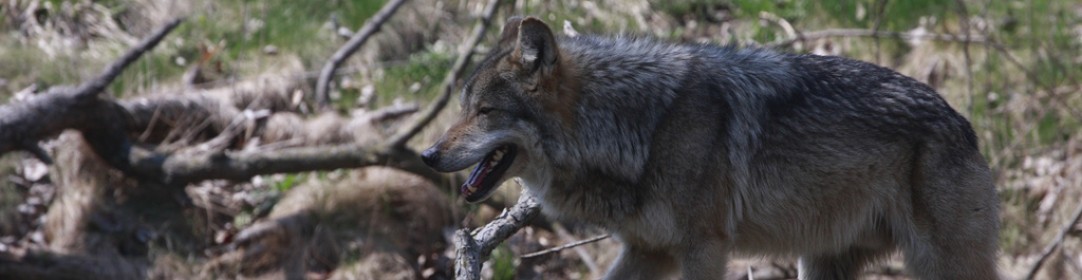 Save Americas Wolves
